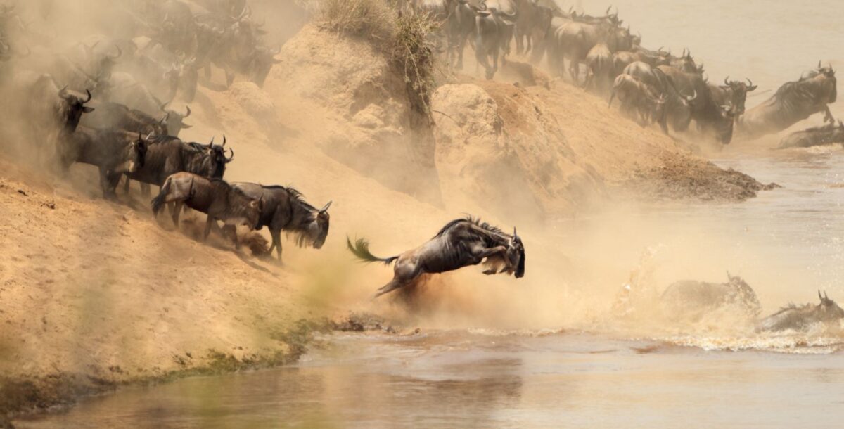 2024 Great Wildebeest Migration Recap: What Happened This Past Year