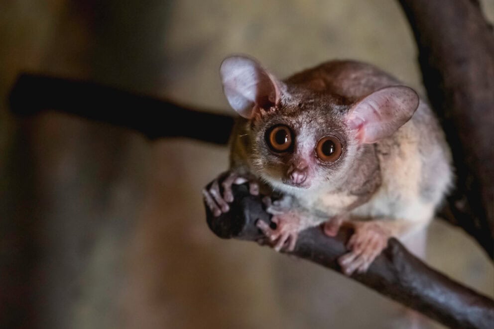 Senegal bush baby or Galago senegalensis. Small primate also known as Senegal galago, lesser galago or lesser bush baby.