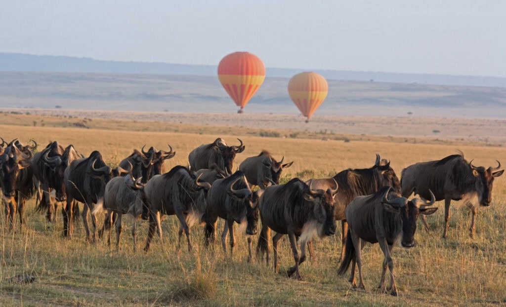 Classic Kenya safari landscape with wildebeest herd foreground and hot air balloon backdrop - Masai Mara, Kenya
