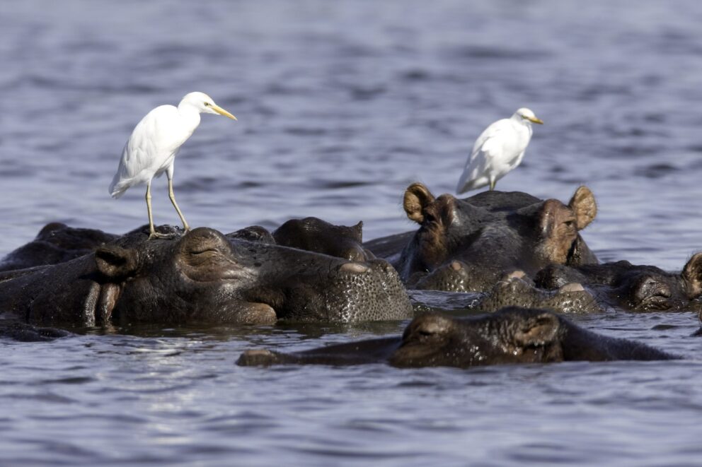 Egrets perched on hippos in the Okavango Delta Botswana. Photo: Getty Images