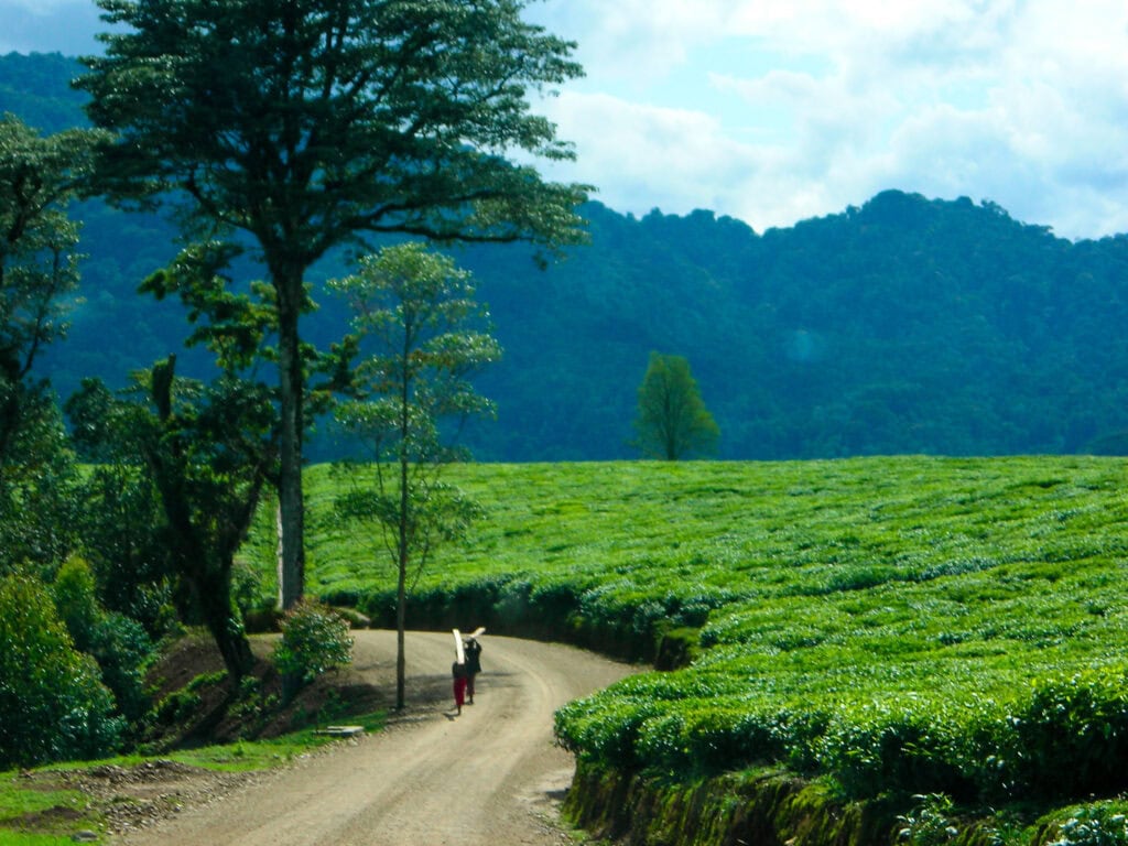 A country road winding through a tea plantation on the edge of a national park in Rwanda.