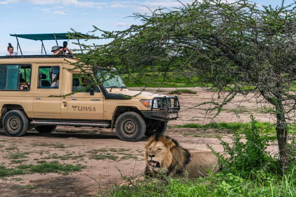 Lions resting in the grass during a lion safari with a game drive vehicle. Speak to our exerts on where to go to see lions in Africa