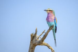 Lilac-breasted roller perched on branch in Kruger National Park, South Africa