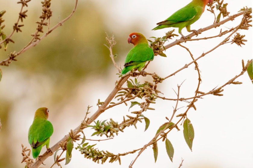 Lilian's lovebird in South Luangwa National Park, Zambia. Photo: Canva