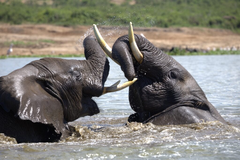 Elephants in a river in Rwanda