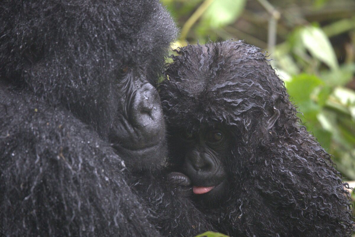 5 Things to Know About Rwanda’s Gorilla Naming Ceremony
