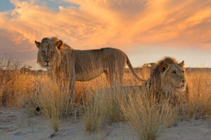 Two big male African lion in early morning light, Kalahari desert, South Africa. Photo: Getty Images