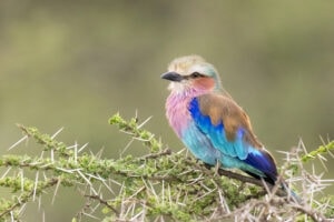 Lilac-breasted roller perched on an Acacia tree. Ndutu region of Ngorongoro Conservation Area, Tanzania, Africa. Photo: Getty Images