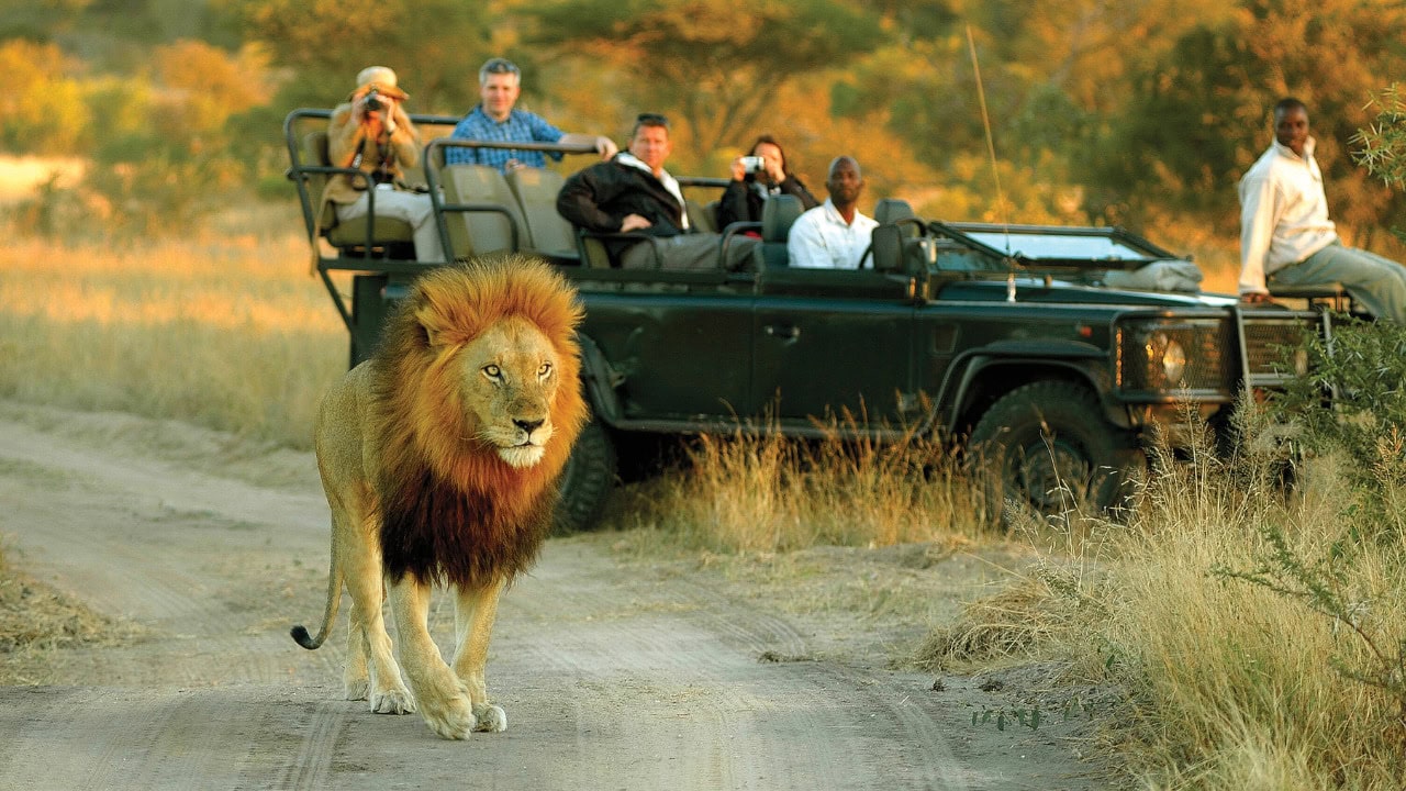 Lion walks in front of a safari vehicle.