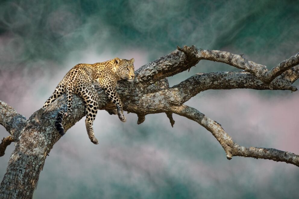 A leopard in a tree on safari in Africa.