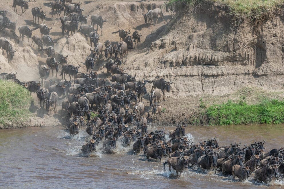 Great Migration River Crossing