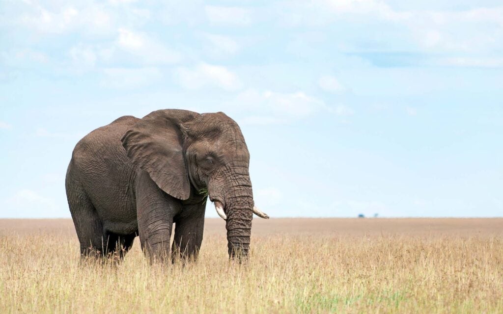 A single elephant in the Masai Mara, Kenya Photo: pilesasmiles via Getty