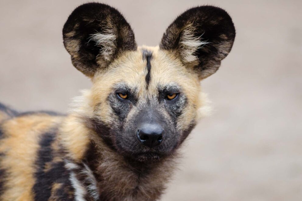 African Wild Dog | Photo: FotoshopTofs via pixabay