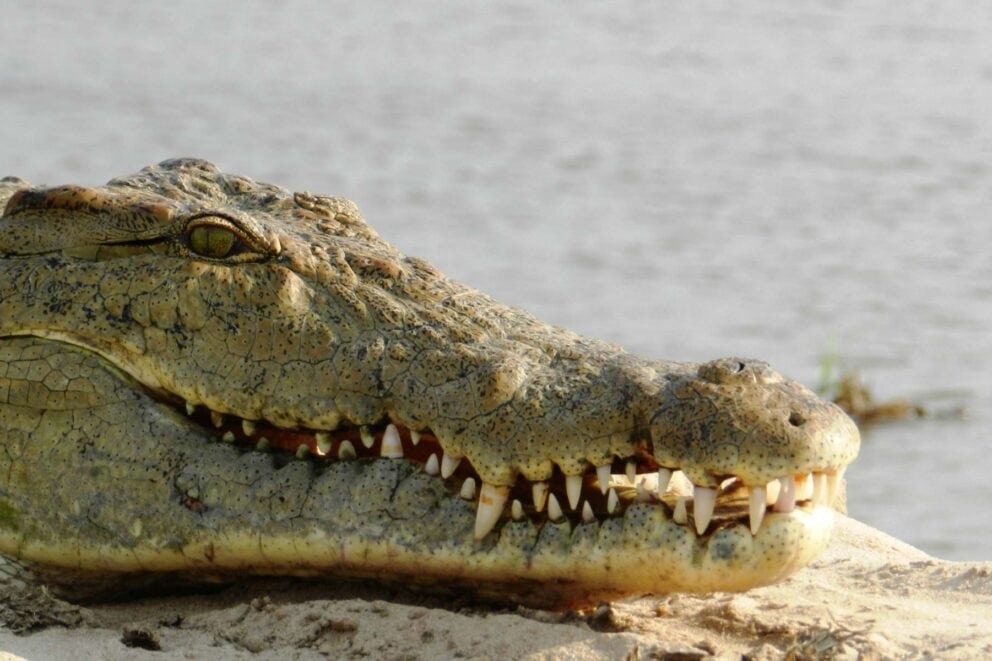 Crocodile on the Rufiji riverbank, Nyerere National Park, Tanzania | Photo: silentstock639 via Getty