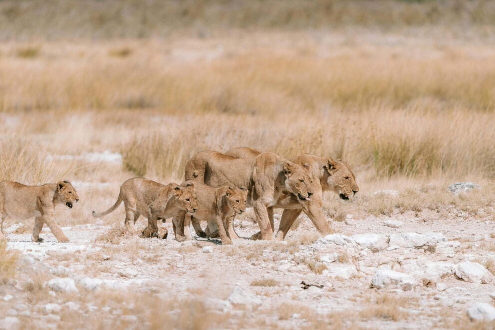 Two lionesses walking with their cubs in Namibia desert