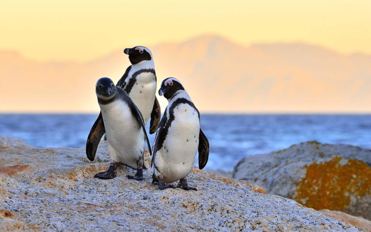 WATCH: Africa’s Only Penguin is Now Critically Endangered