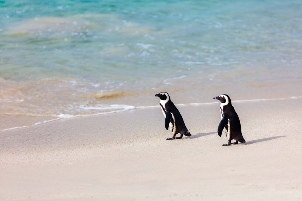 Two African Penguins standing at the edge of the beach. The water is clear and blue.