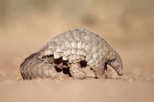 Pangolin seen hunting