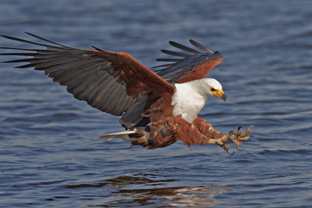 African Fish Eagle | Photo: StephenE via Getty