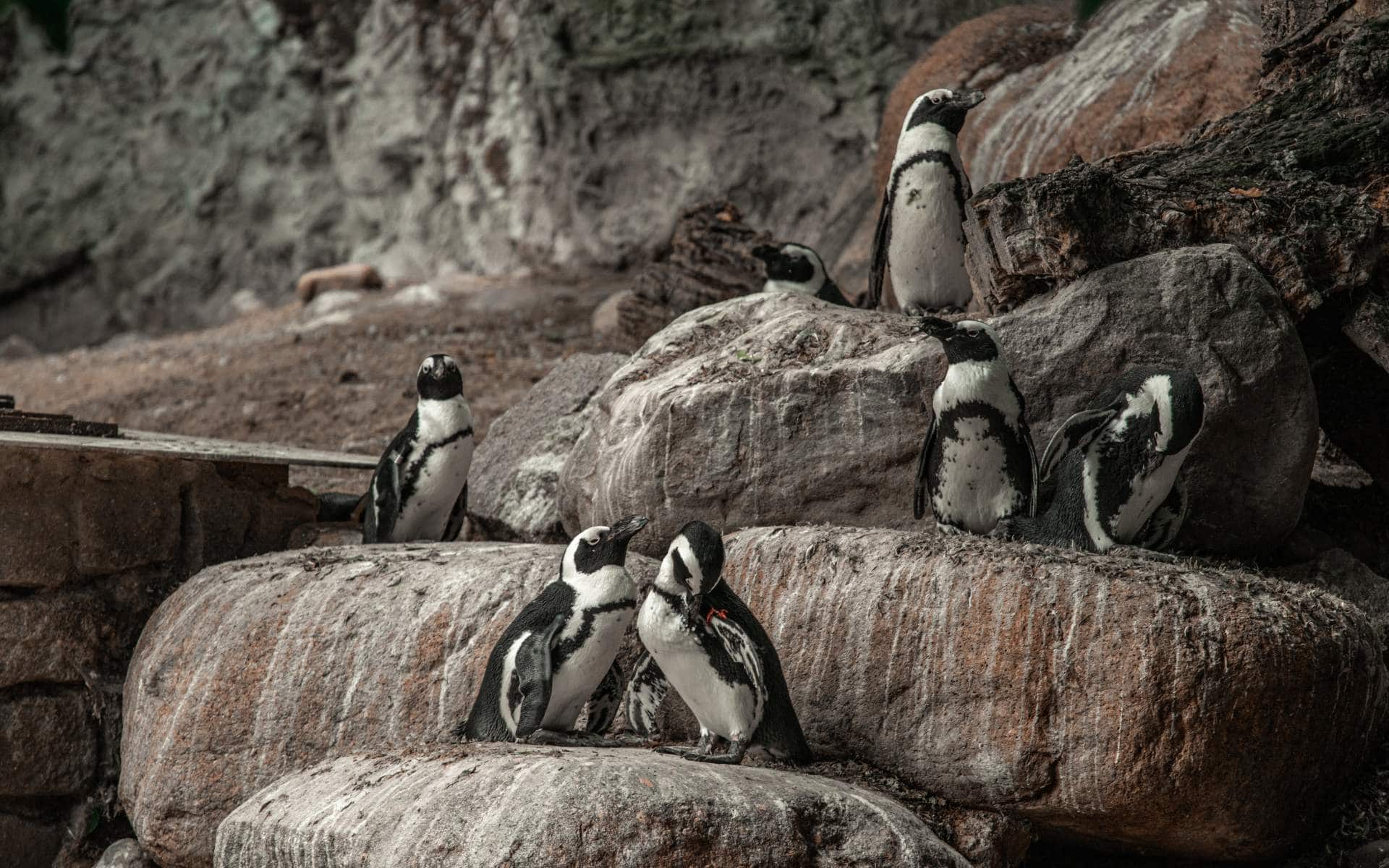 African Penguins | Photo: Aliaksei Semirski via Getty