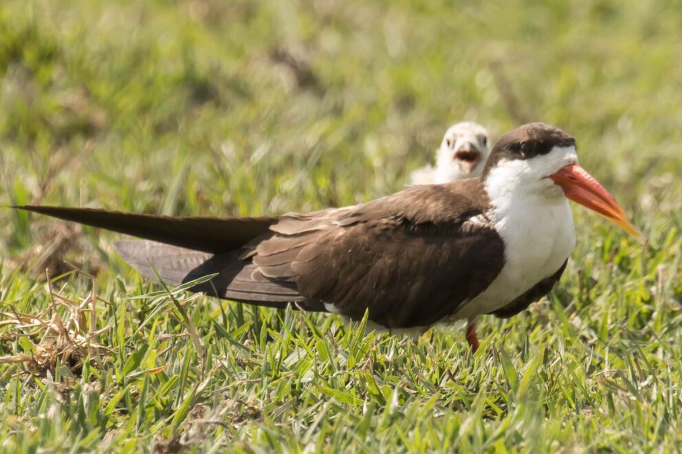 African Skimmer | Photo: Leopardinatree via Getty