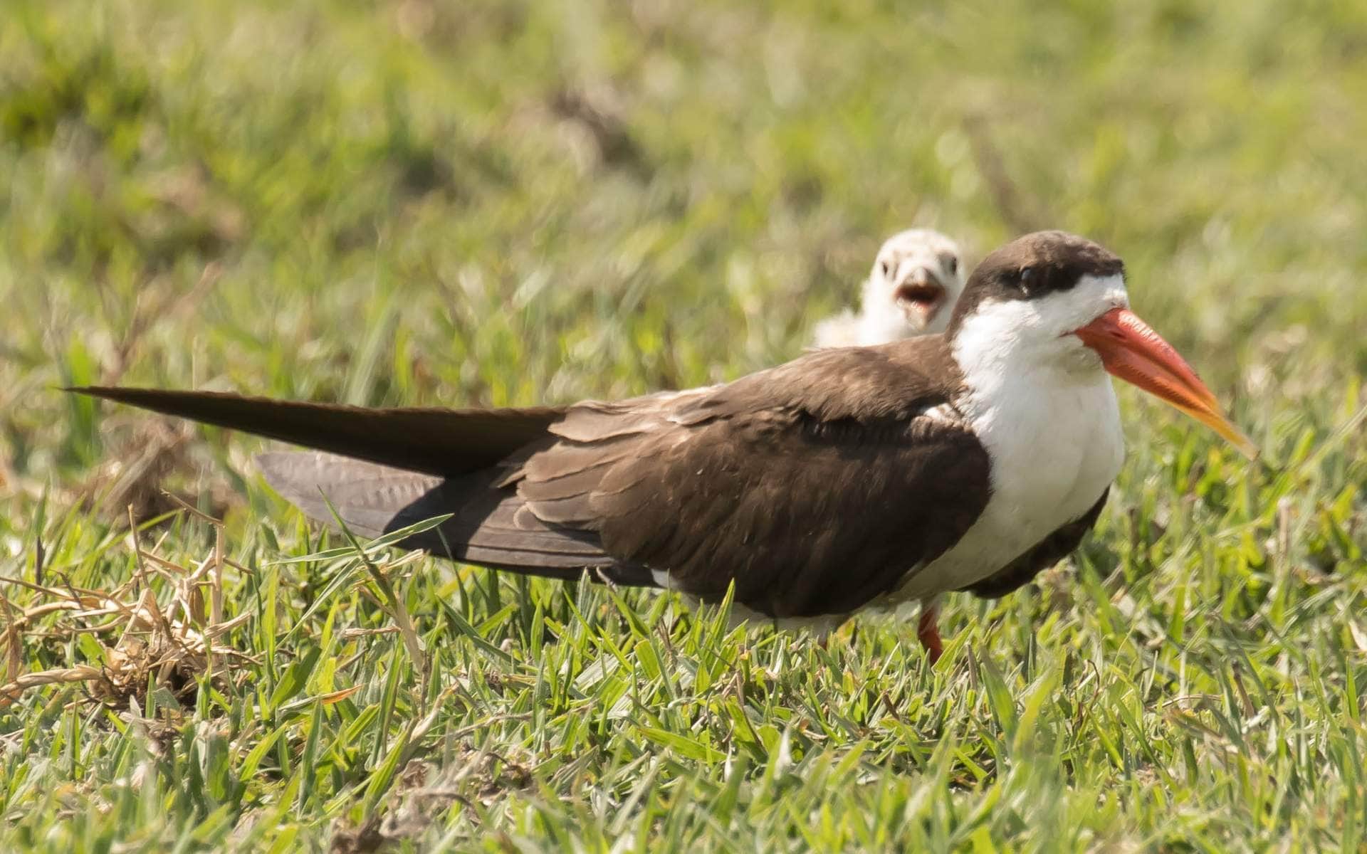 African Skimmer | Photo: Leopardinatree via Getty