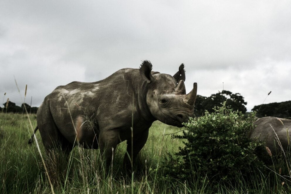 Black rhino and her calf