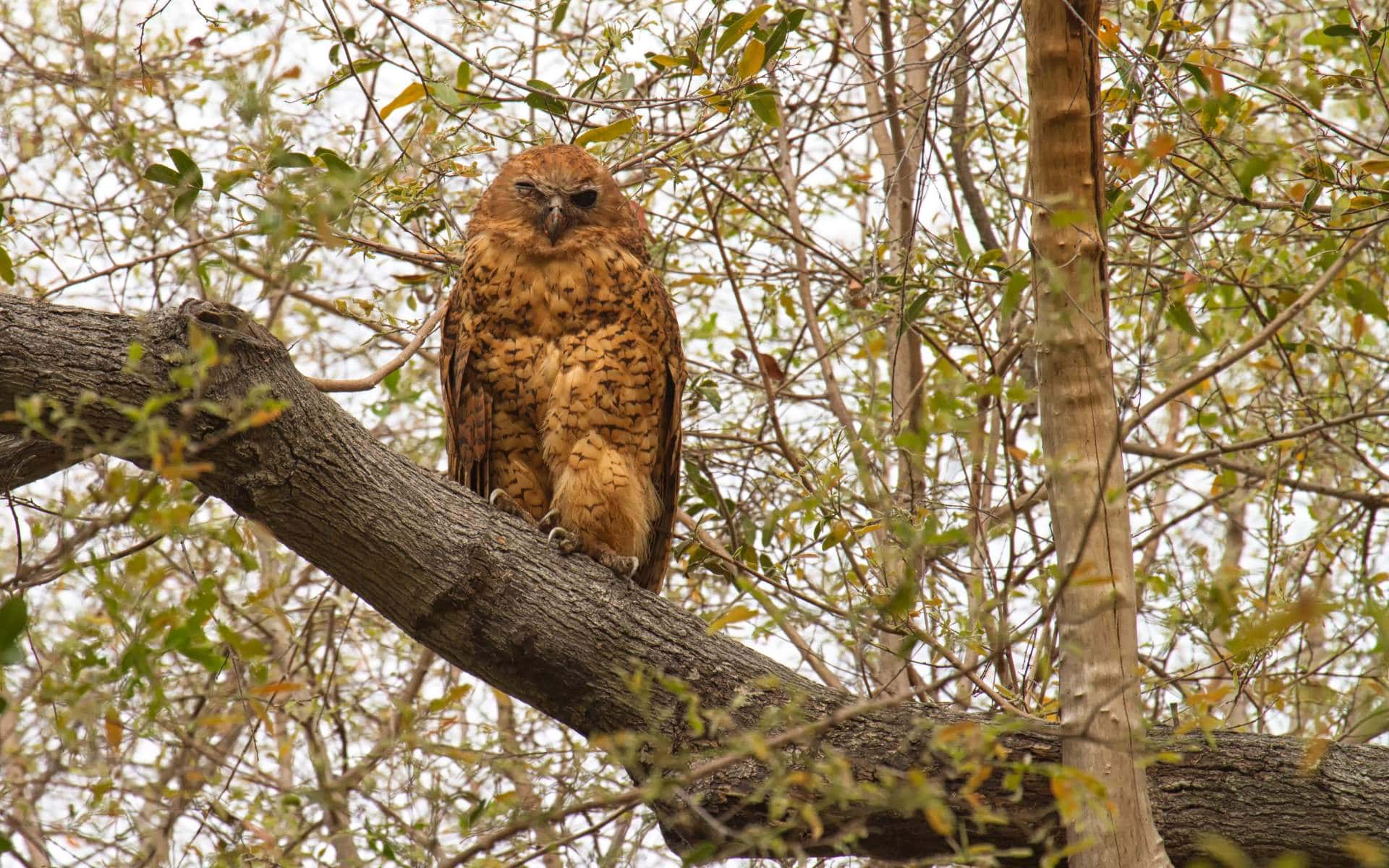 Pel's fishing owl | Photo: Angelika via Getty