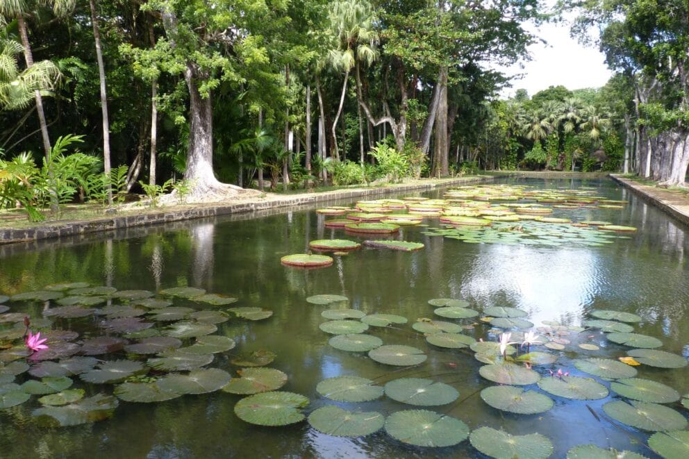 Sir Seewoosagur Ramgoolam Botanic Garden, Mauritius