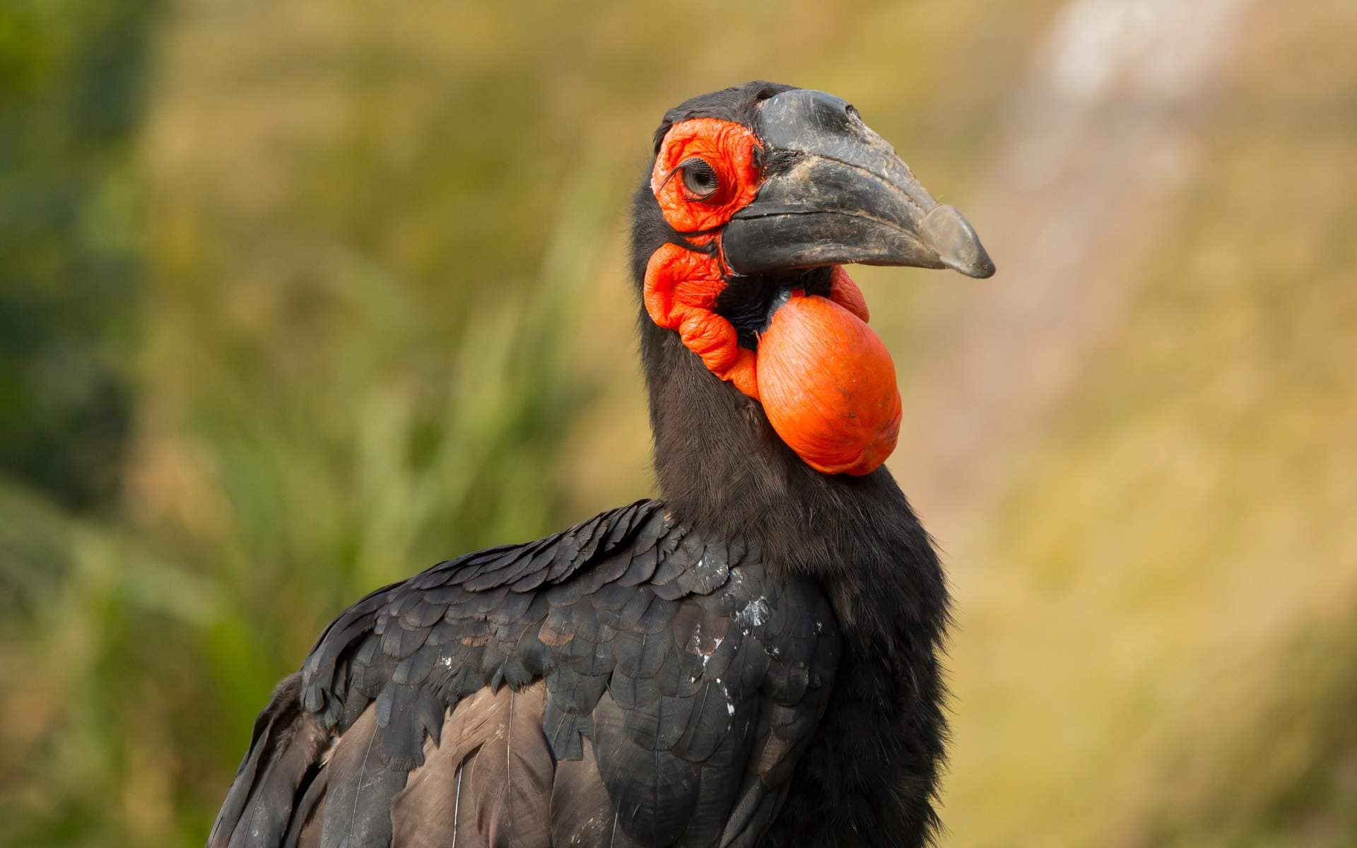Southern Ground Hornbill | Photo: HarryKolenbrander via Getty