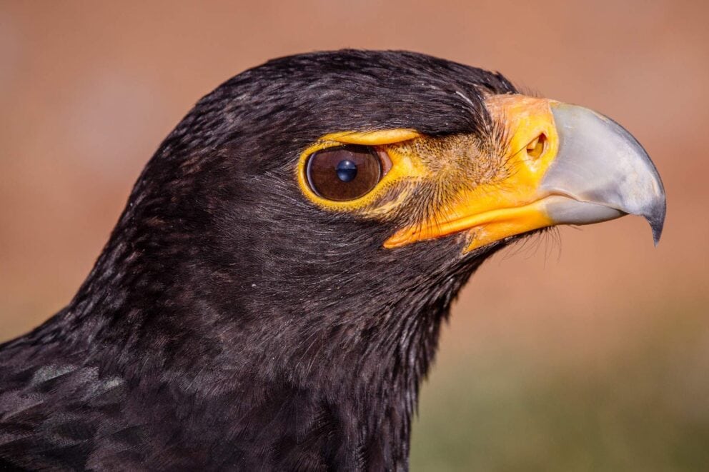Verreaux's Eagle | Photo: lanceallot via Getty