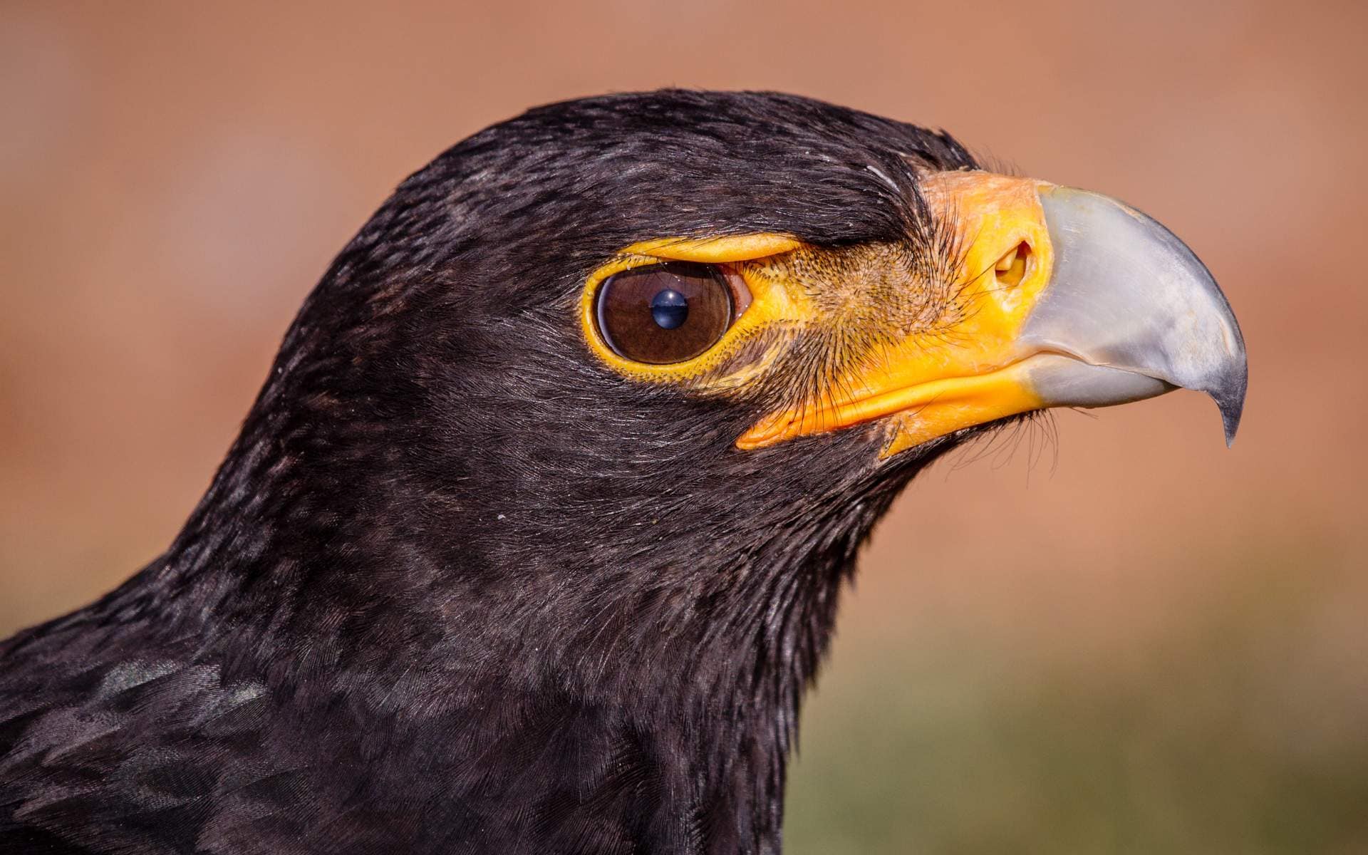 Verreaux's Eagle | Photo: lanceallot via Getty