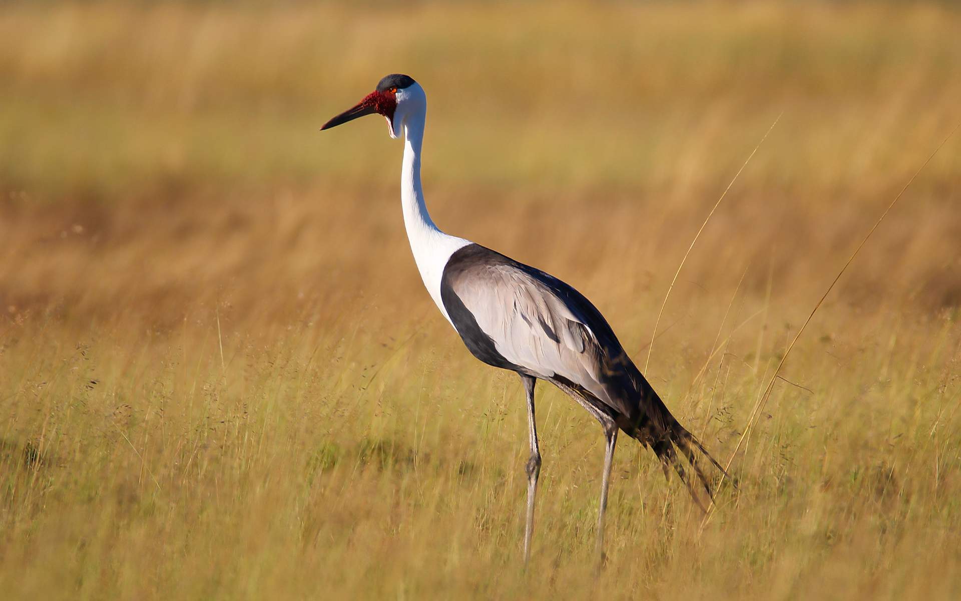Wattled Crane | Photo: Costa Frangeskides via Getty