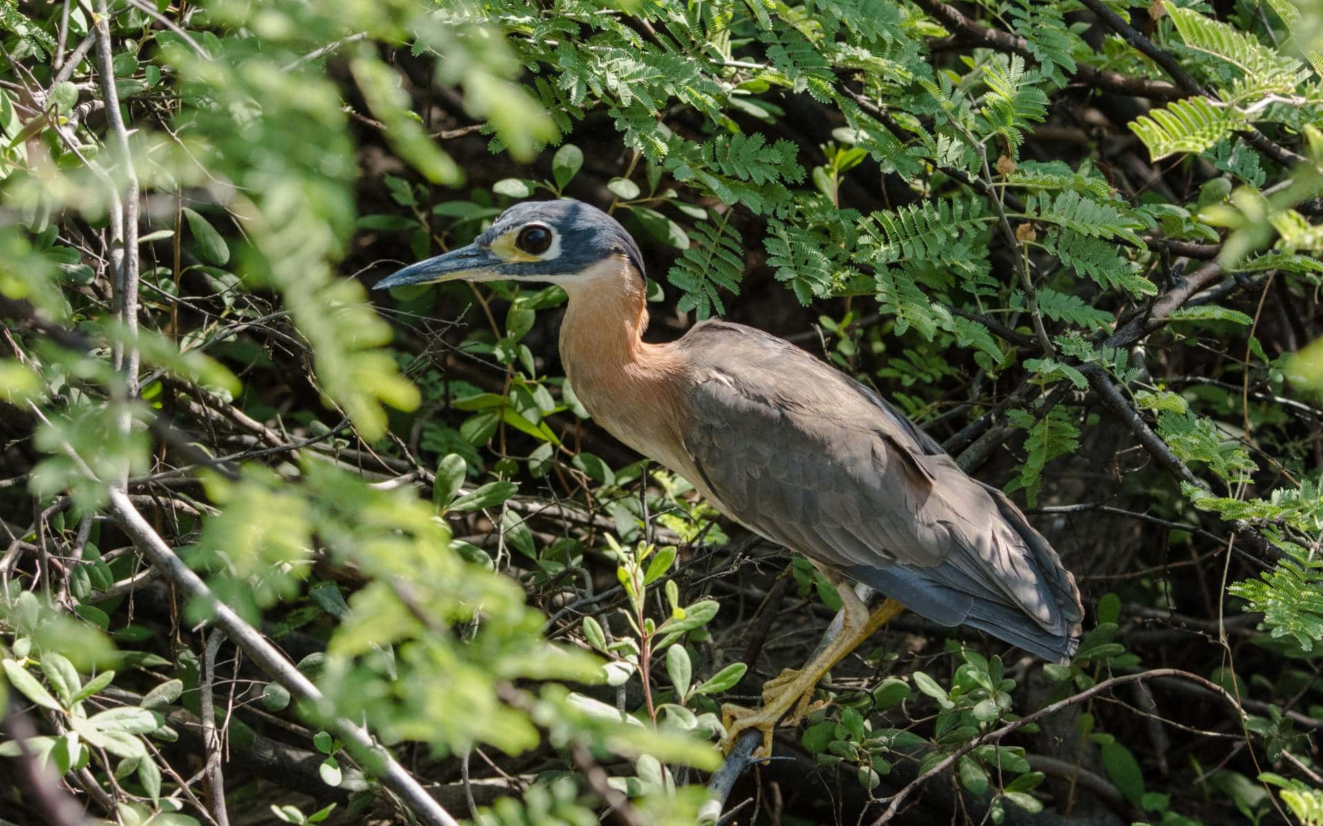 White-Backed Night Heron | Photo: Bobby Bradley