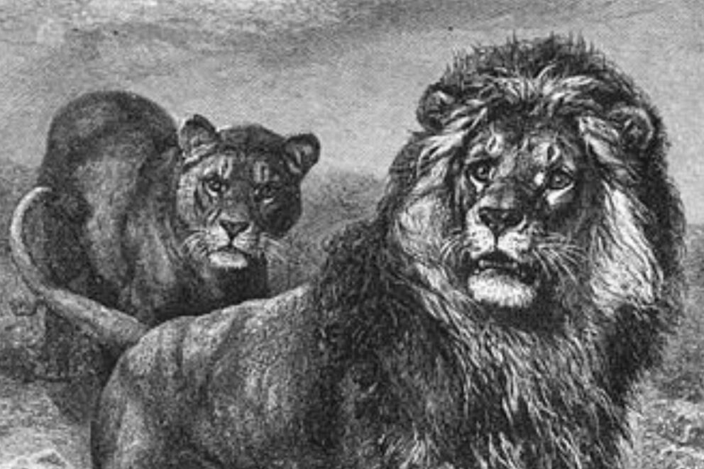 Drawing titled 'Kaapsche Leeuw en Leeuwin (Felis leo capensis)', published in Brehms Tierleben, 1927