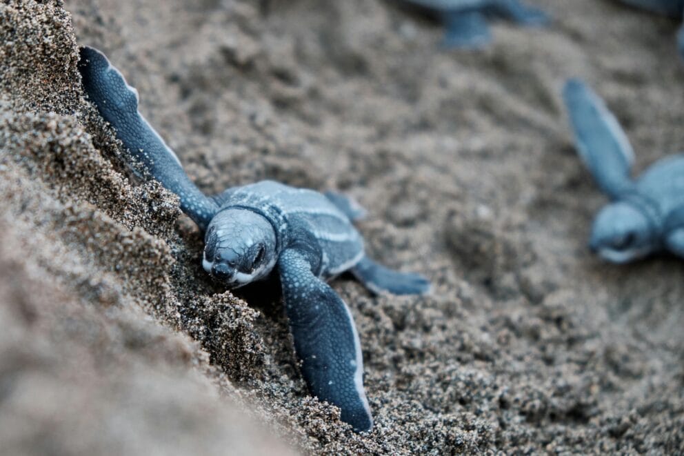 Baby leatherback sea turtle | Photo: jolodiazr via pexels