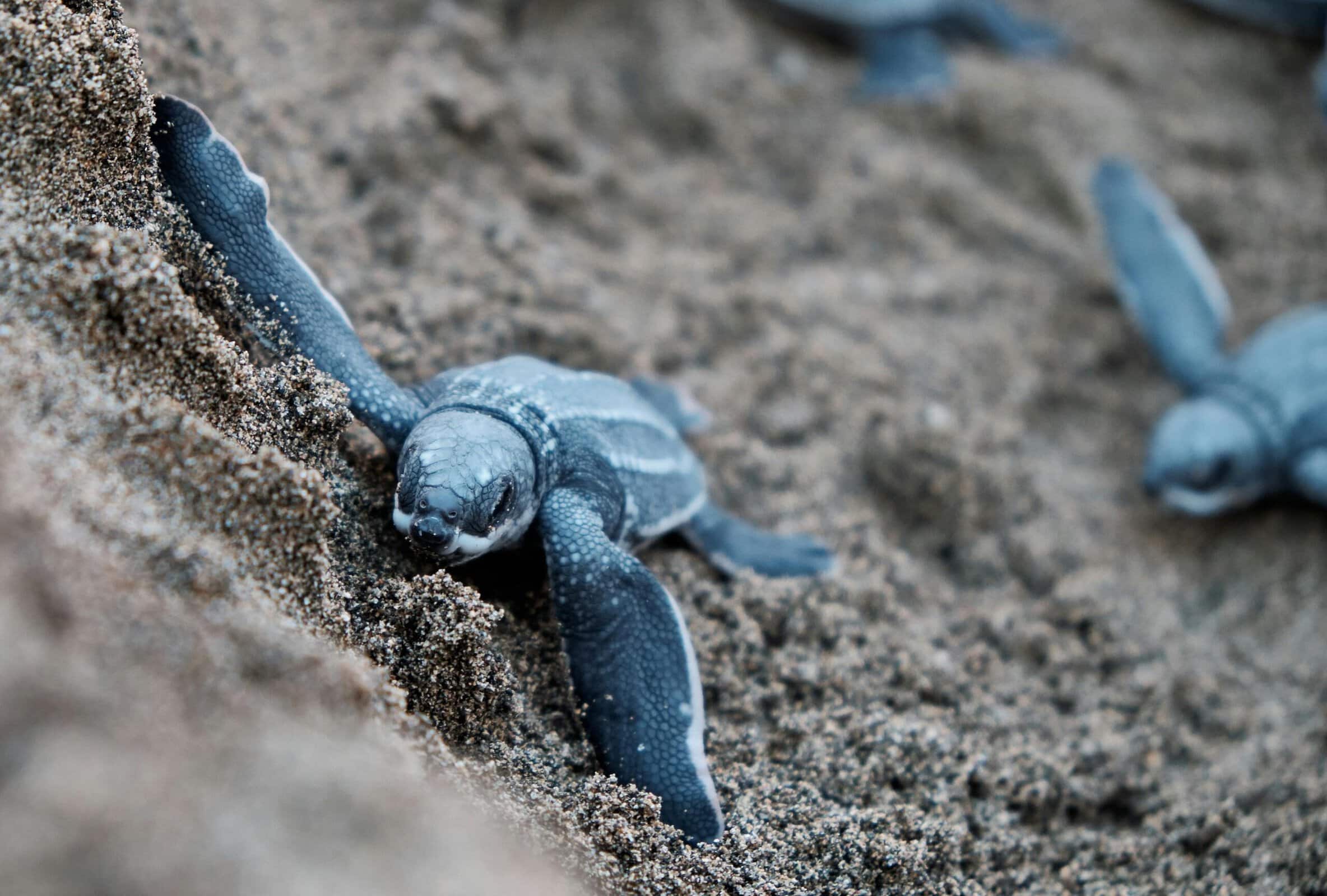Baby leatherback sea turtle | Photo: jolodiazr via pexels
