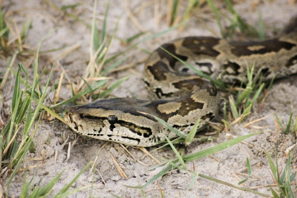 Southern African Rock Python | Photo: Roger Brown via pexels