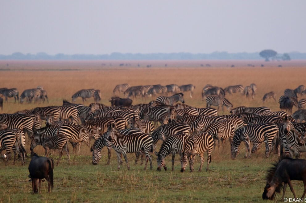 Group of zebra and wildebeest at the Liuwa Plains National Park, Zambia | Photo: Daan Smit via King Lewanika