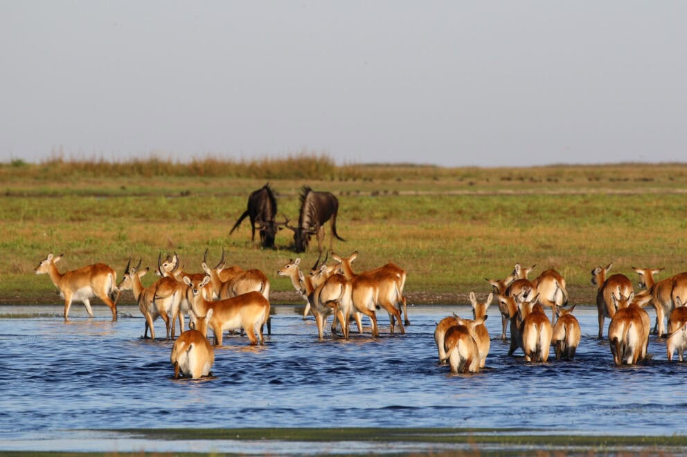 Two wildebeest and other antelopes at a water hole