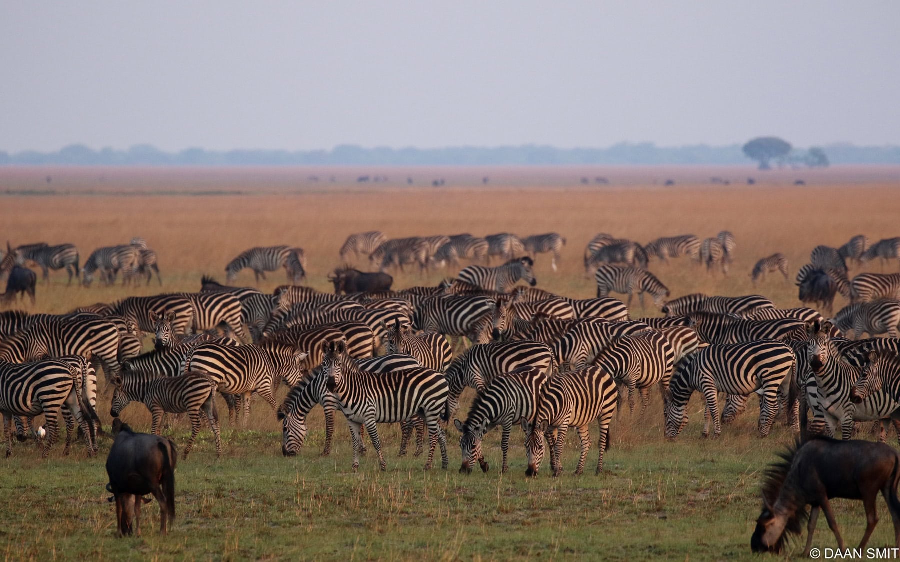 Group of zebra and wildebeest at the Liuwa Plains National Park, Zambia | Photo: Daan Smit via King Lewanika