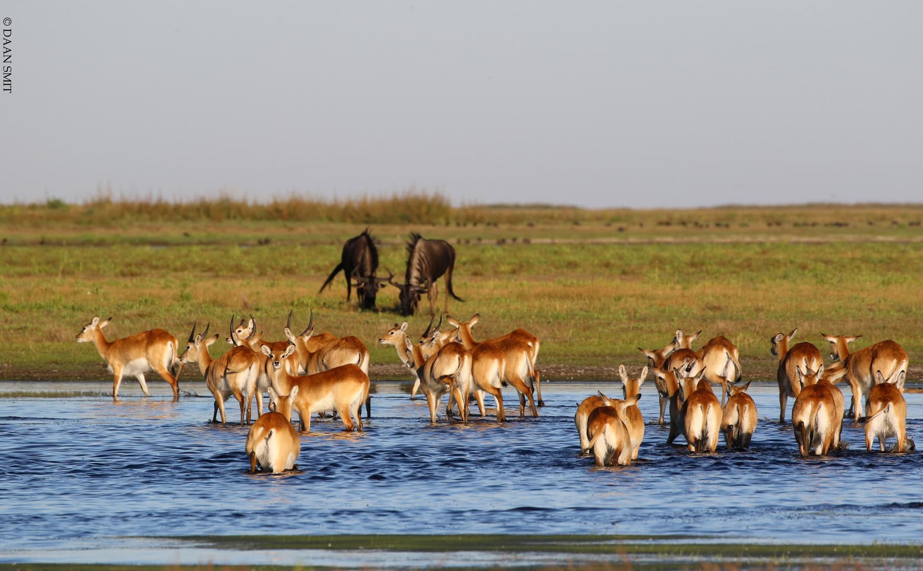 Two wildebeest and other antelopes at a water hole