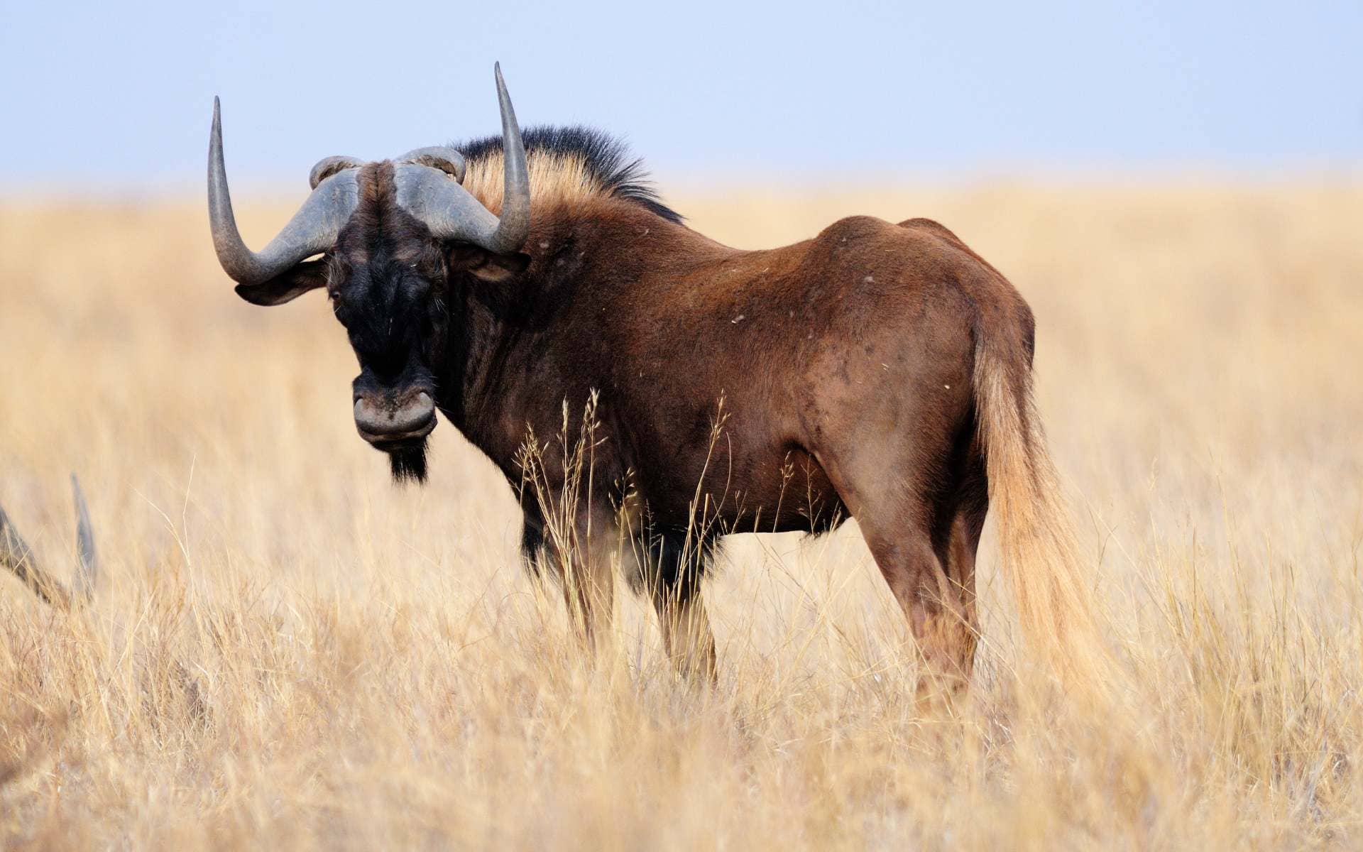 Black wildebeest standing in a dry field with a clear sky in the background.