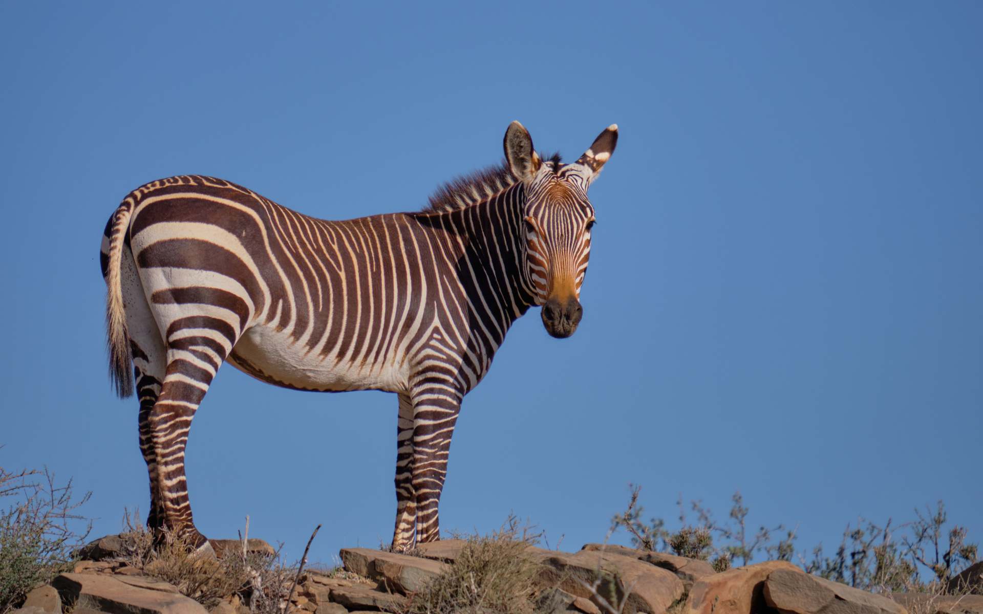 Full-body lateral shot of a Cape Mountain Zebra standing on a rocky outcrop against a clear blue sky