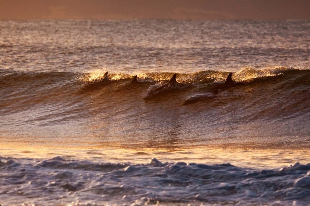 Dolphins surfing in the waves at sunset