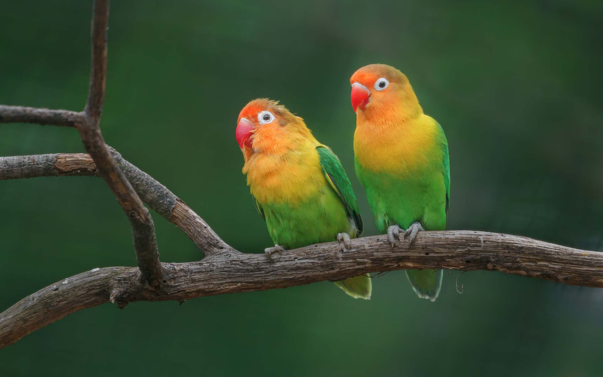 Two lovebirds sitting on a tree branch with a green background.