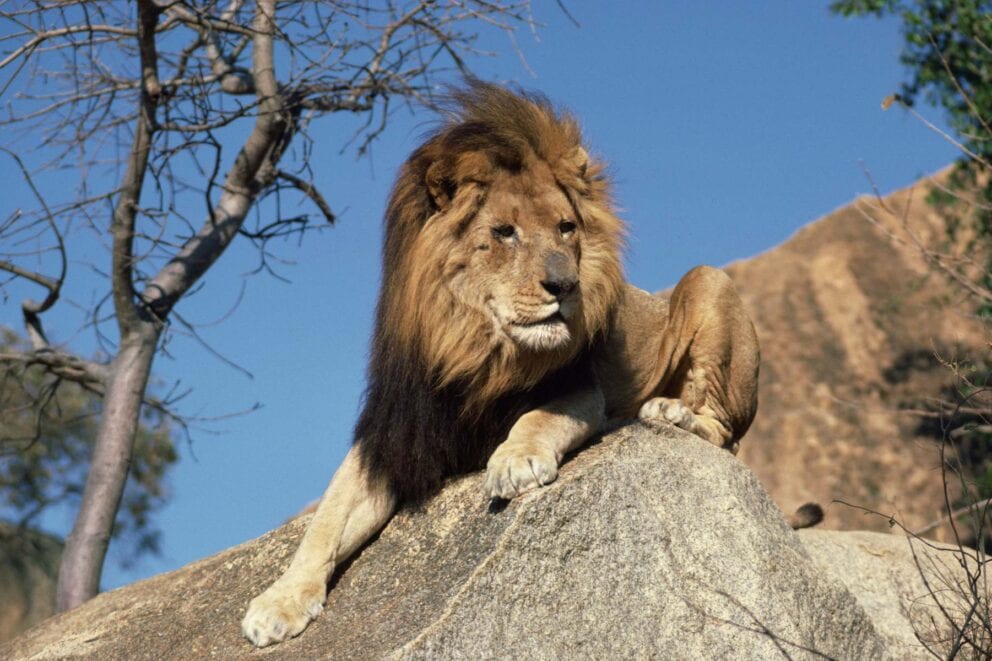 Kalahari black-maned lion sitting on a rock with a tree and blue sky in the background