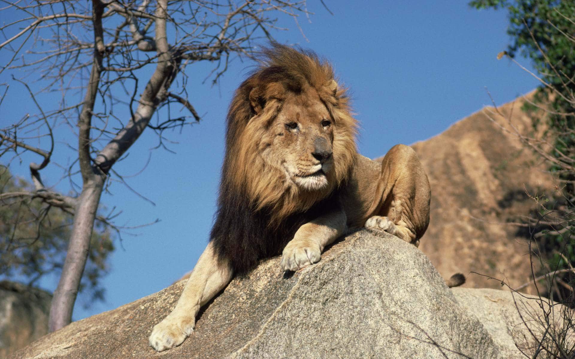 Kalahari black-maned lion sitting on a rock with a tree and blue sky in the background