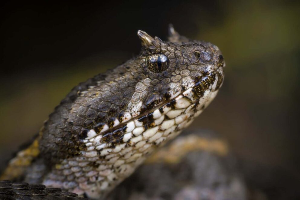 Up close shot of the face of a Kenya Horned Viper