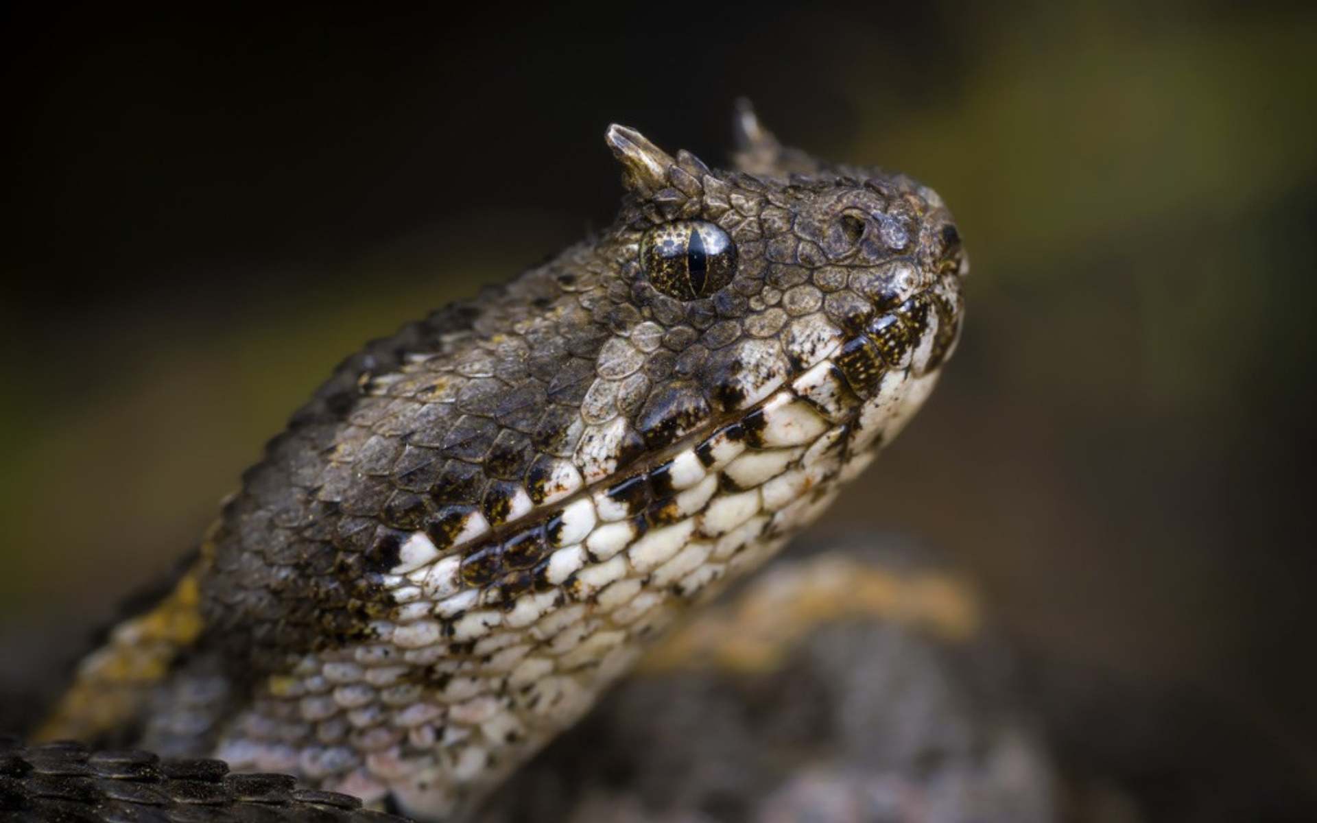 Up close shot of the face of a Kenya Horned Viper
